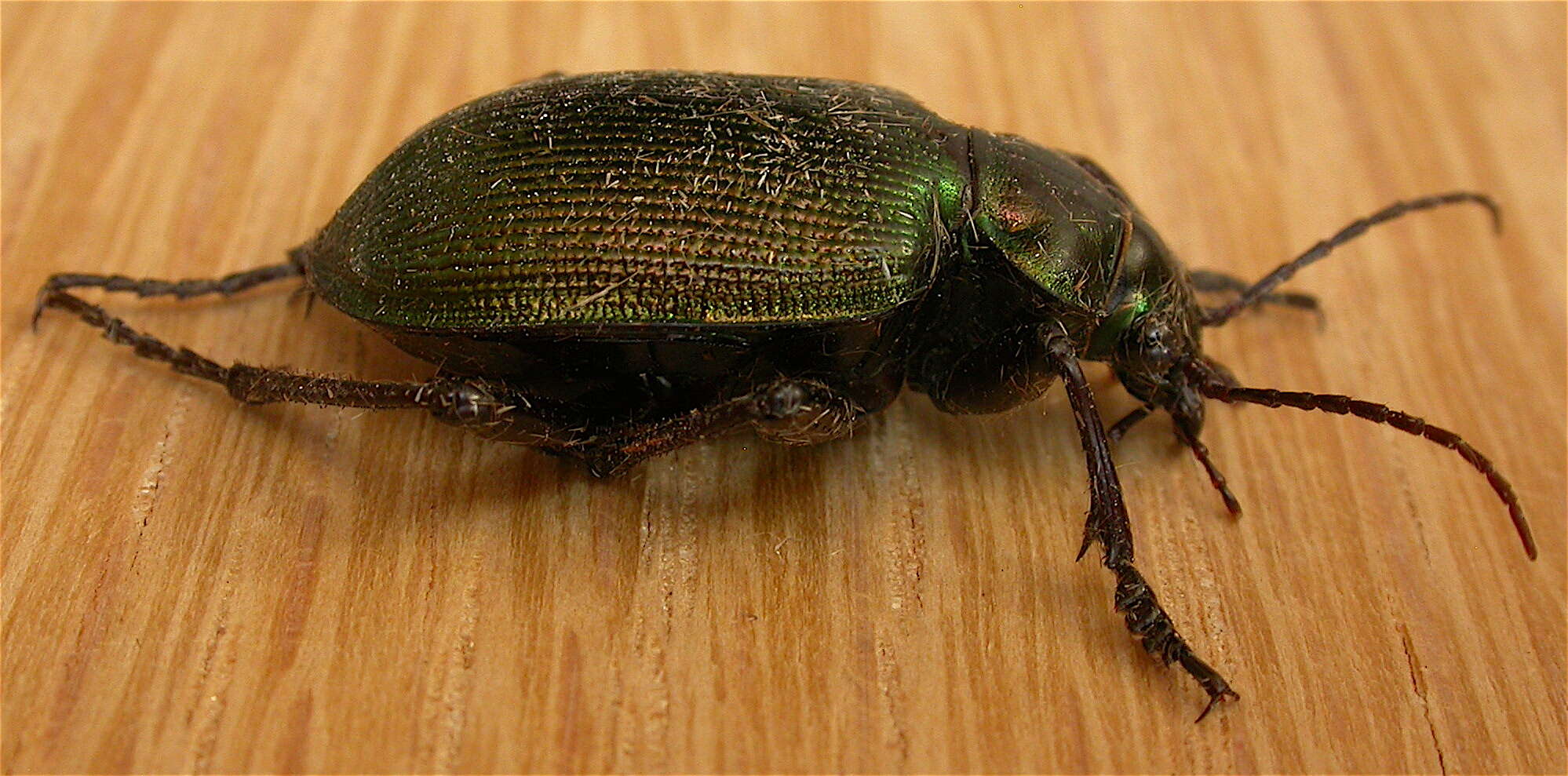 Imagem de Calosoma (Calosoma) schayeri Erichson 1842