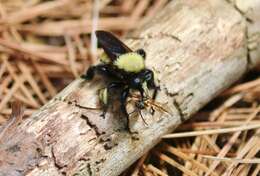 Image of Laphria macquarti (Banks 1917)