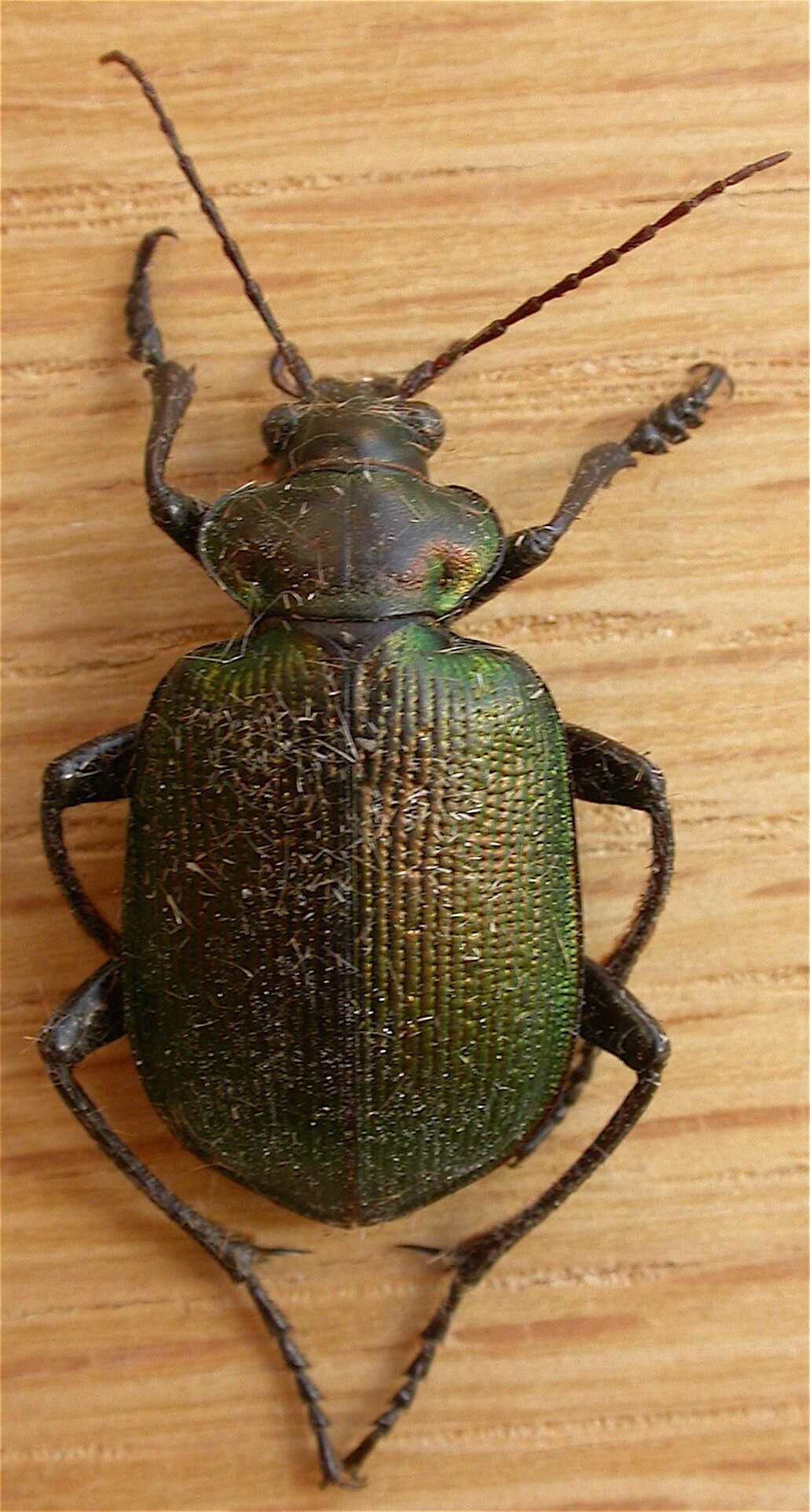 Imagem de Calosoma (Calosoma) schayeri Erichson 1842