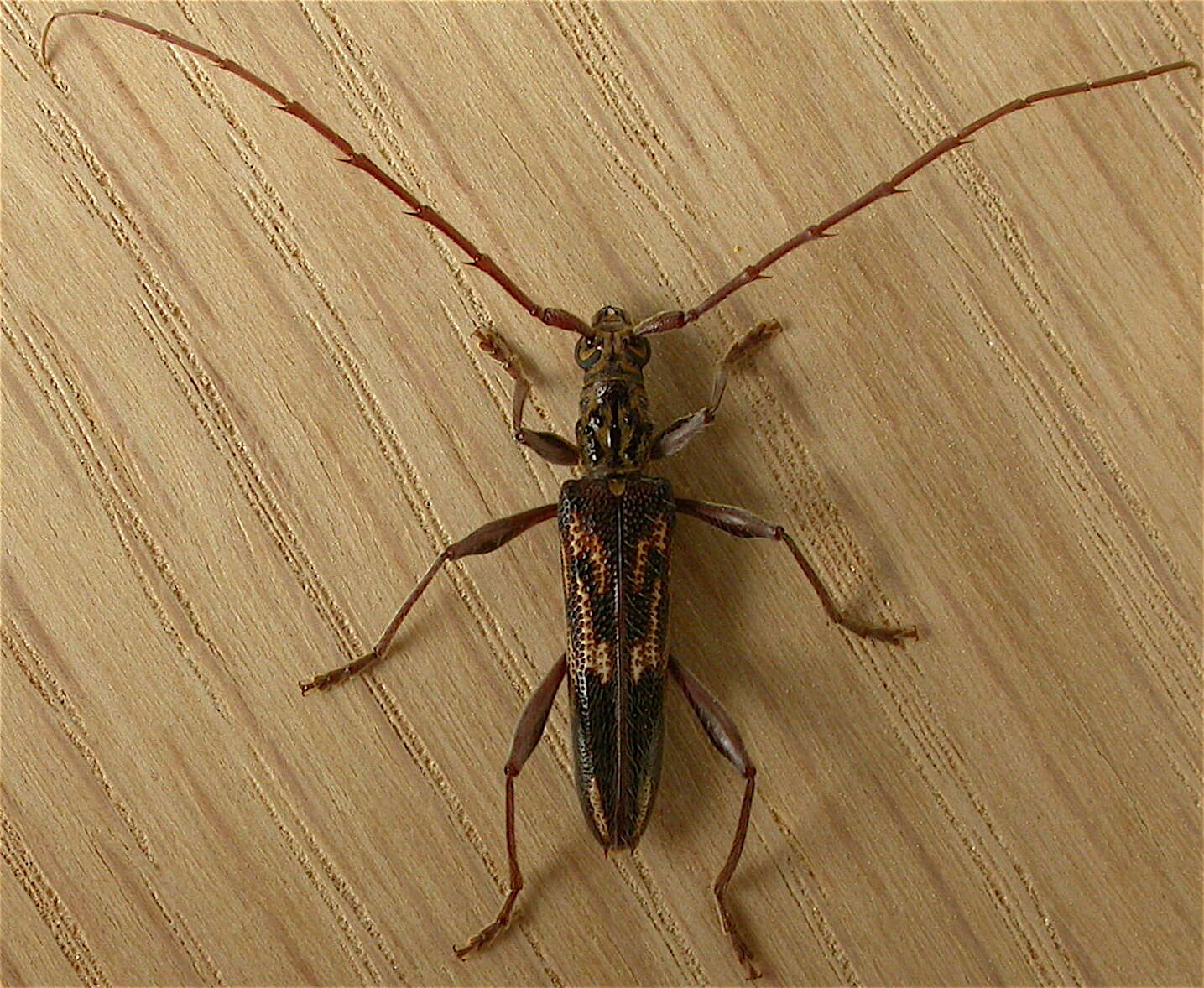 Image of Coptocercus
