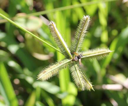 Image of Durban crowfoot grass