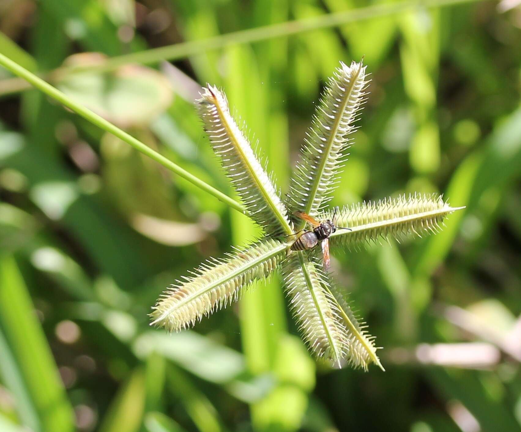 Image de Dactyloctenium aegyptium (L.) Willd.