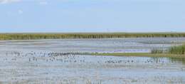 Image of Short-billed Dowitcher