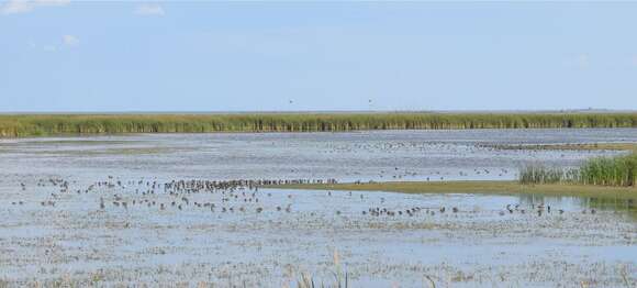 Image of Short-billed Dowitcher