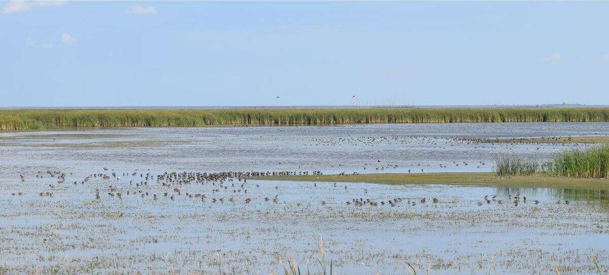 Image of Short-billed Dowitcher