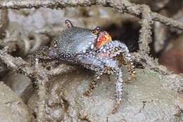 Image of Goniopsis pulchra (Lockington 1877)