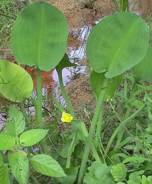 Image of velvetleaf