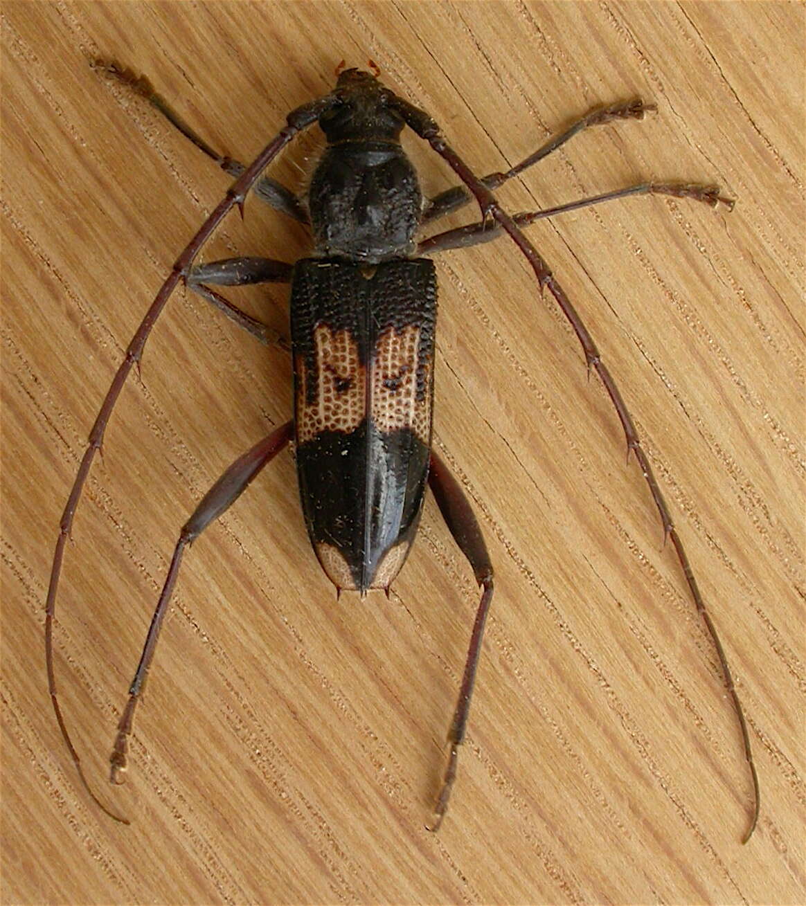 Phoracantha semipunctata (Fabricius 1775) resmi