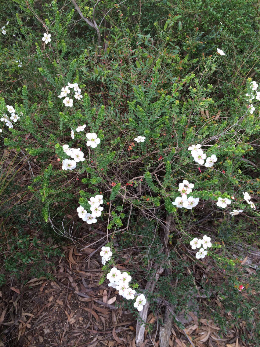 Sivun Leptospermum rotundifolium (Maiden & Betche) F. A. Rodway kuva