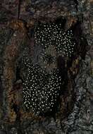 Image of Stromatographium