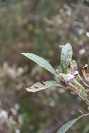 Image of Salix krylovii E. Wolf