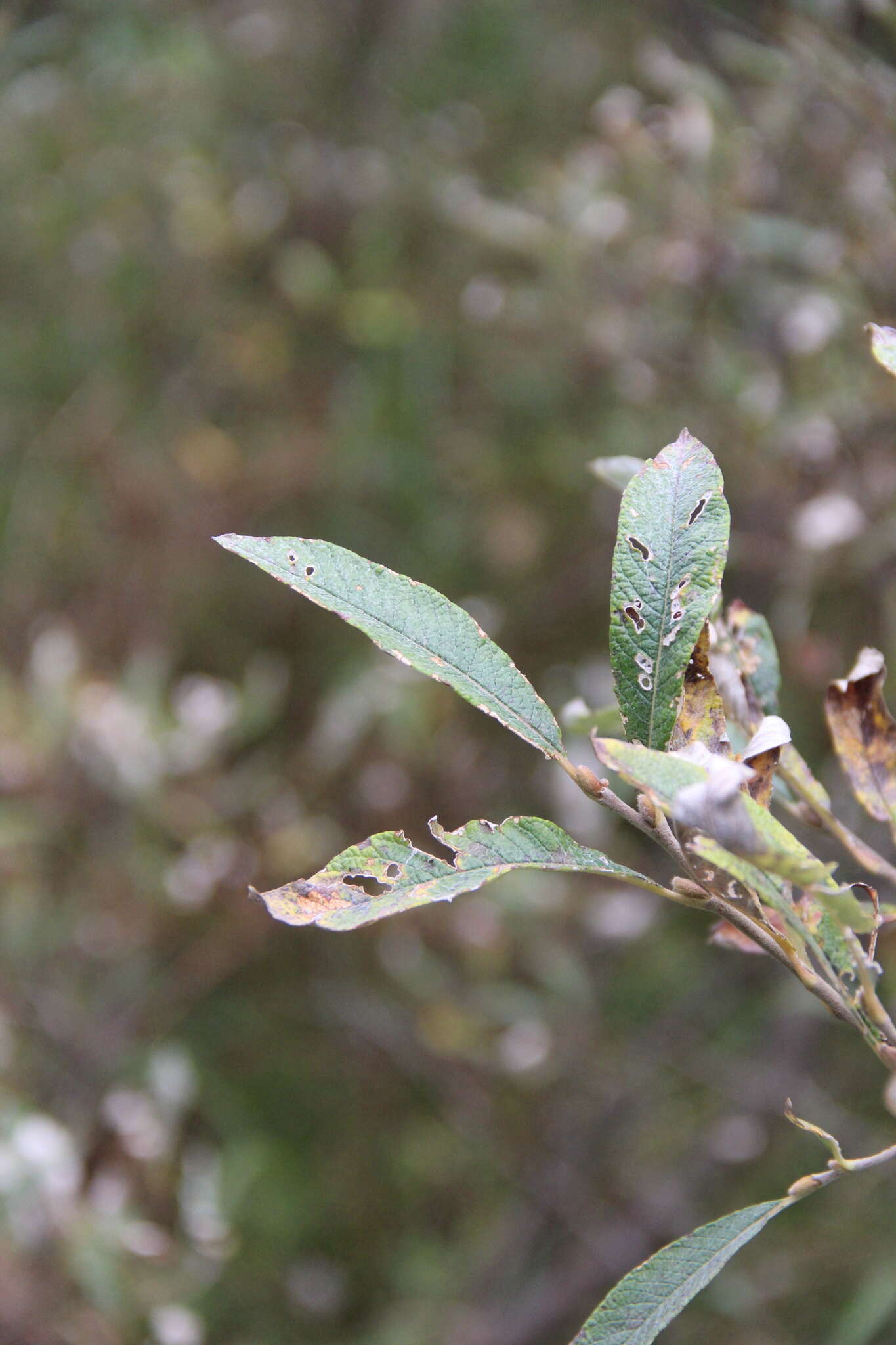 Image de Salix krylovii E. Wolf