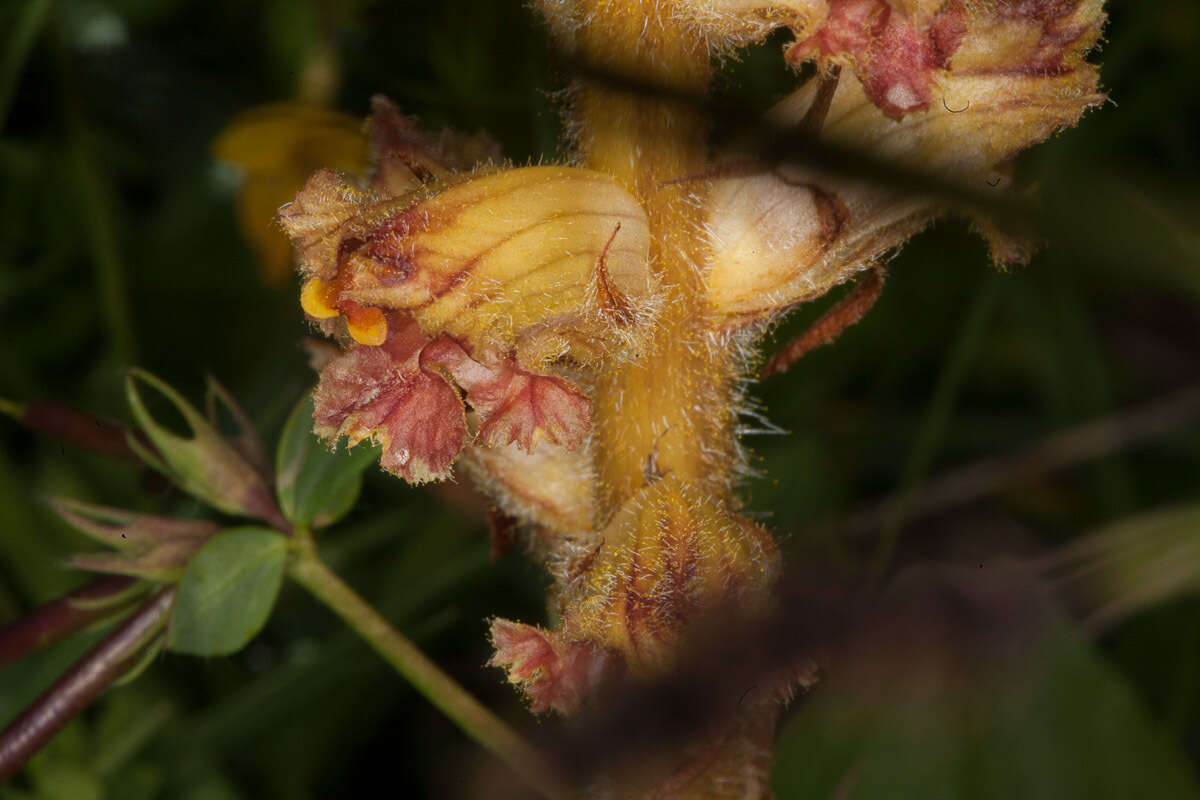 Image of Orobanche gracilis Sm.