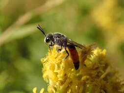 Image de Sphecodes davisii Robertson 1897