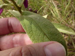 Plancia ëd Ipomoea argentea Meisn.