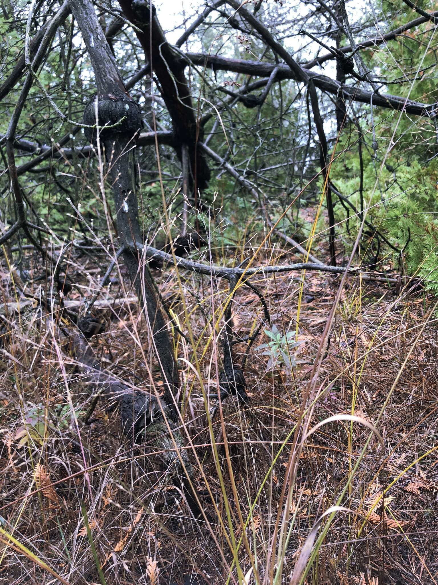 Image of wiry panicgrass