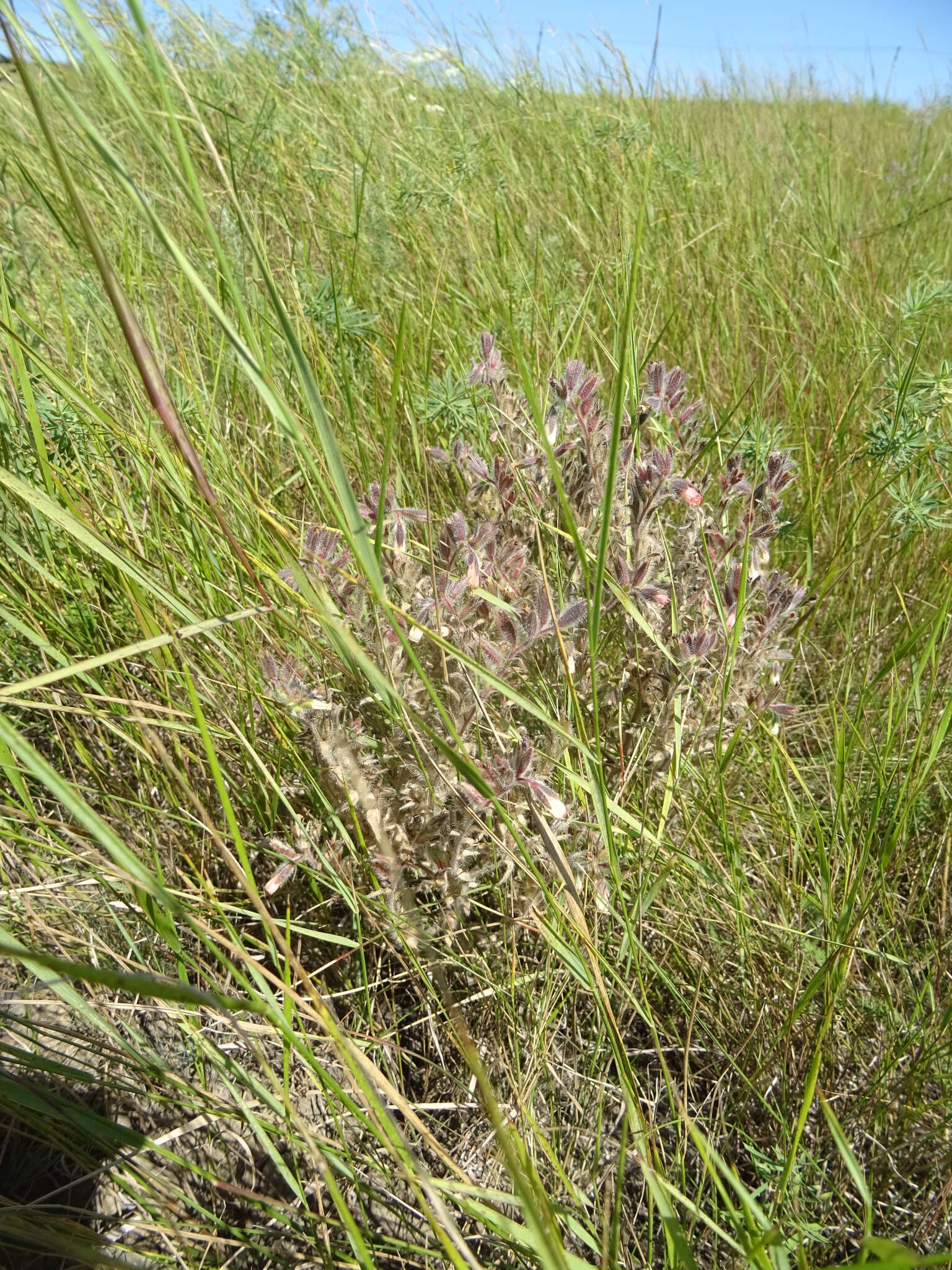 Слика од Onosma tinctorium M. Bieb.