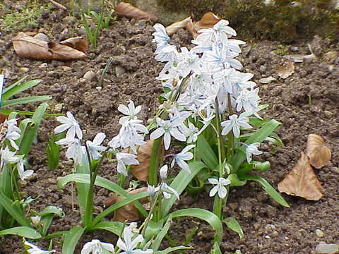 Image of Scilla mischtschenkoana Grossh.