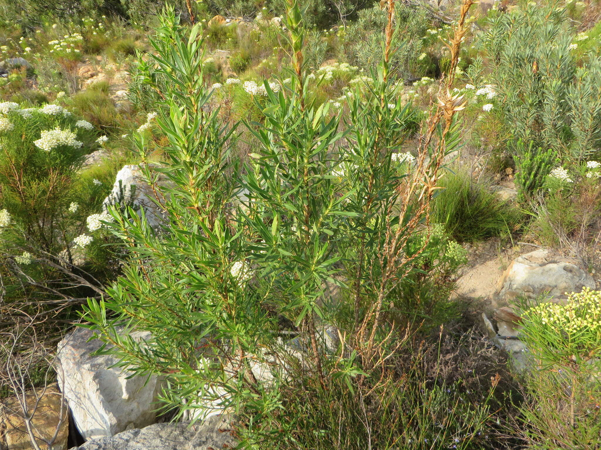 Image of Cliffortia heterophylla Weim.