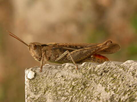 Image of Common Field Grasshopper