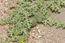 Imagem de Cucumis myriocarpus Naudin