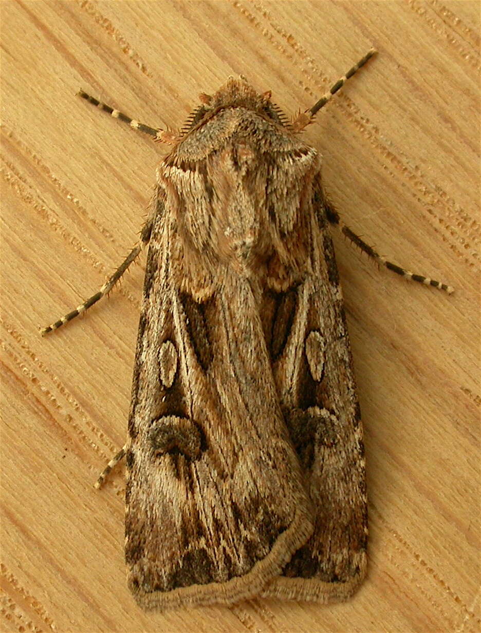 Image of Agrotis munda Walker 1856