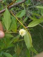 Image of Cephalanthus glabratus (Spreng.) K. Schum.