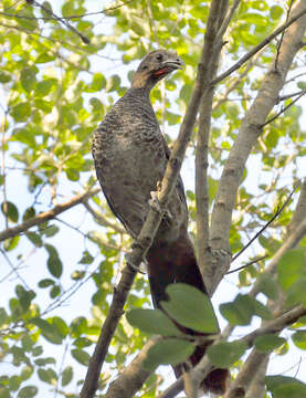 Image of Scaled Chachalaca