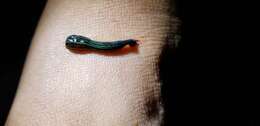 Image of Tiger Leech