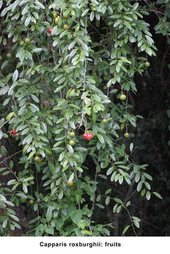 Image of Capparis roxburghii DC.