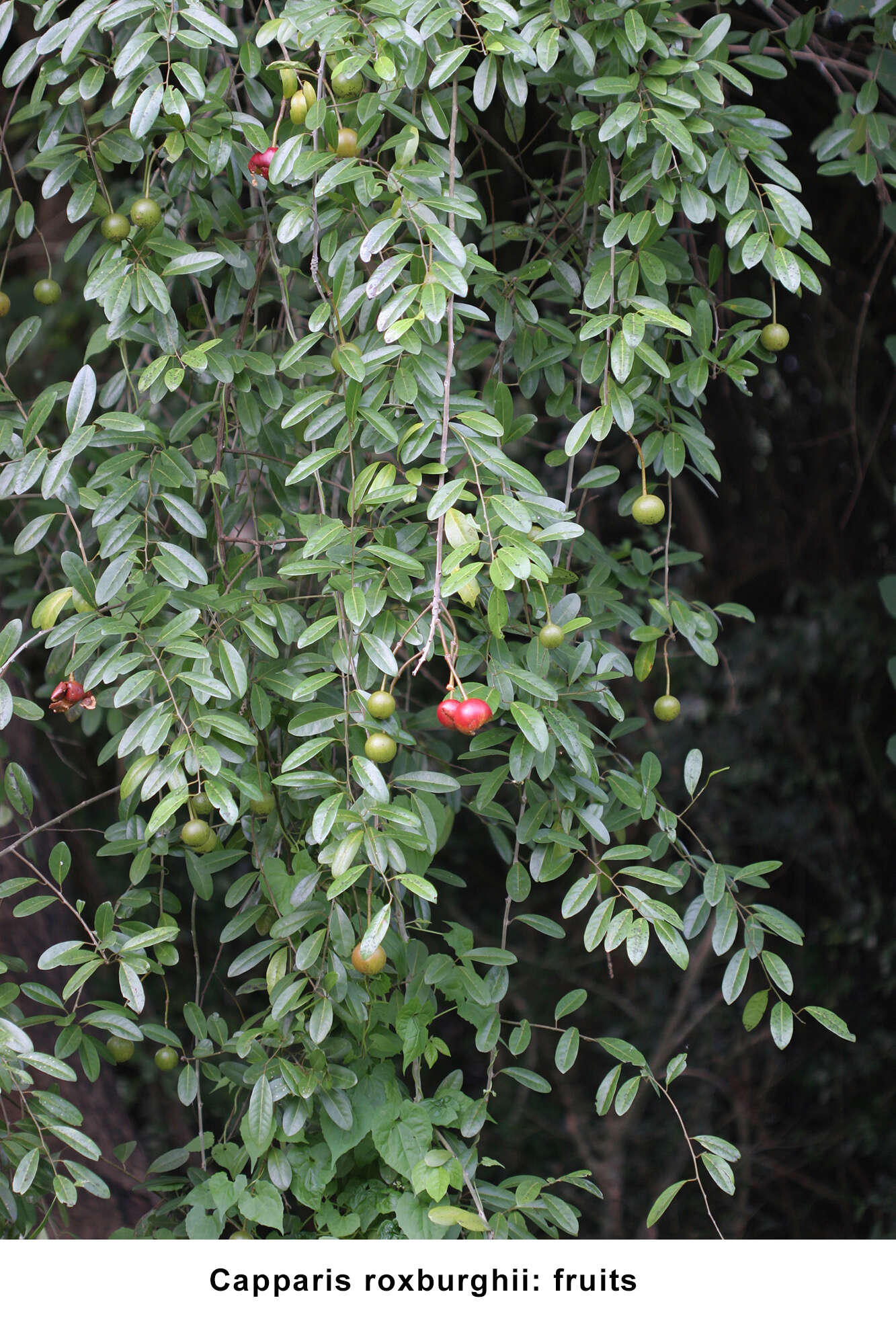 Image de Capparis roxburghii DC.