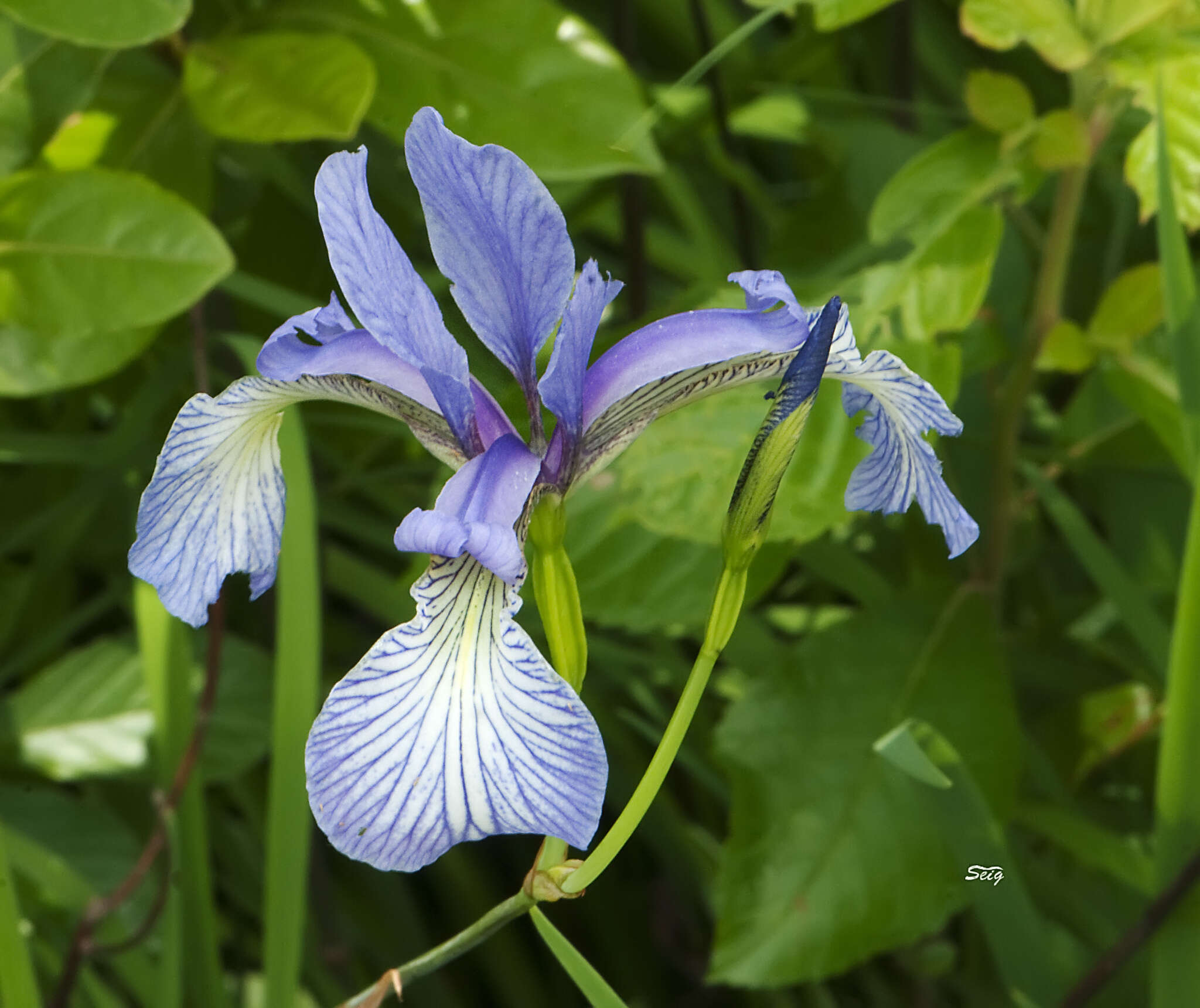 Image de Iris prismatica Pursh