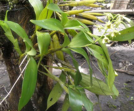 Image of bigleaf dendrobium