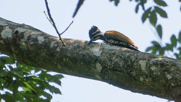 Image of Common Flameback