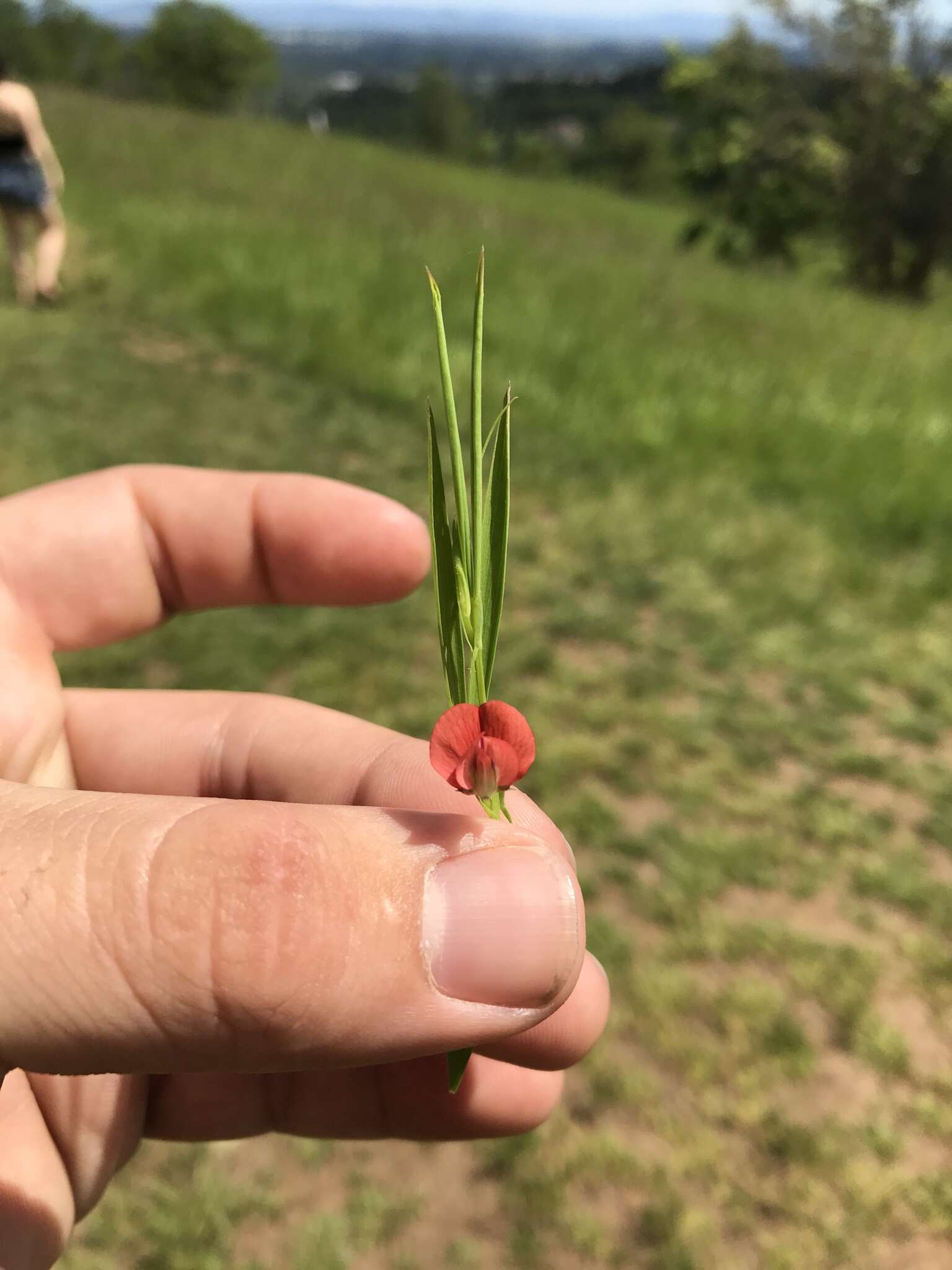 Lathyrus sphaericus Retz. resmi