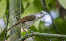 Image of Rufous-crowned Babbler