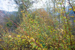 Imagem de Berberis heteropoda Schrenk