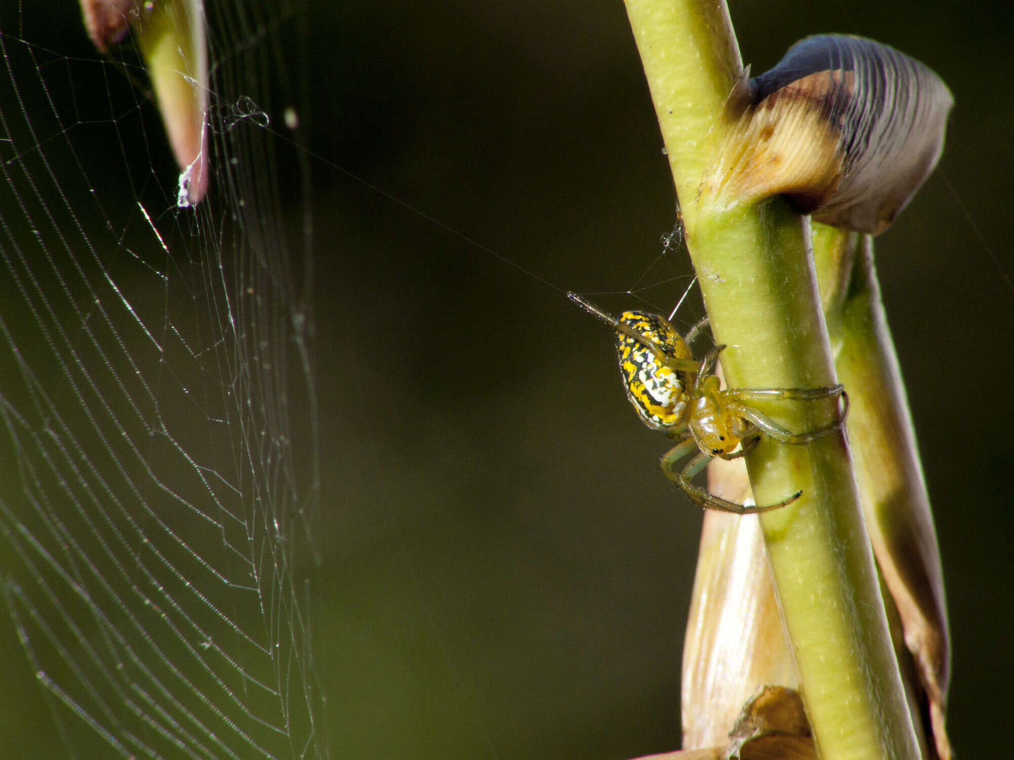 Image of Alpaida variabilis (Keyserling 1864)