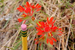 Image of harsh Indian paintbrush