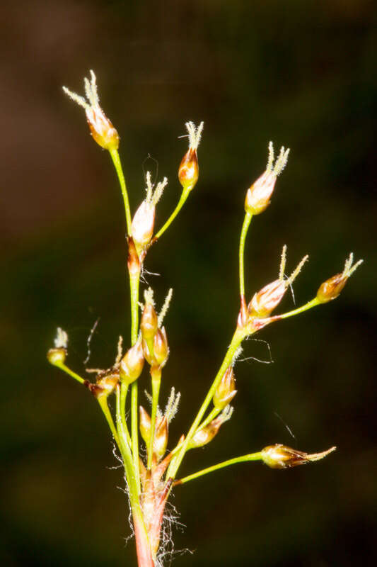 Luzula pilosa (L.) Willd. resmi