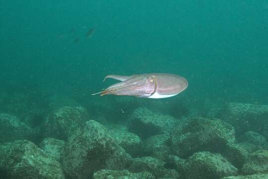 Image of Giant African cuttlefish