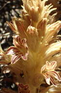 Image de Aphyllon parishii subsp. parishii