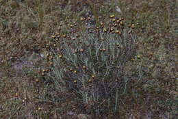Image of Phagnalon graecum Boiss. & Heldr.