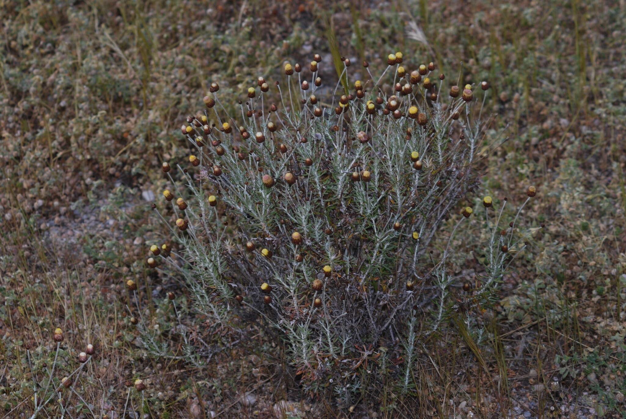 Image of Phagnalon graecum Boiss. & Heldr.