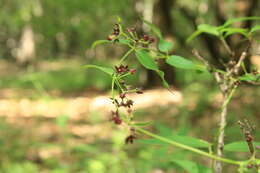 Sivun Vincetoxicum scandens Sommier & Levier kuva