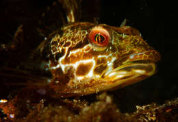 Pseudoblennius percoides Günther 1861 resmi