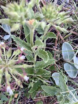 Image of Oxypetalum crispum Wight ex Hook.