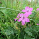 Image of Erodium manescavii Cosson