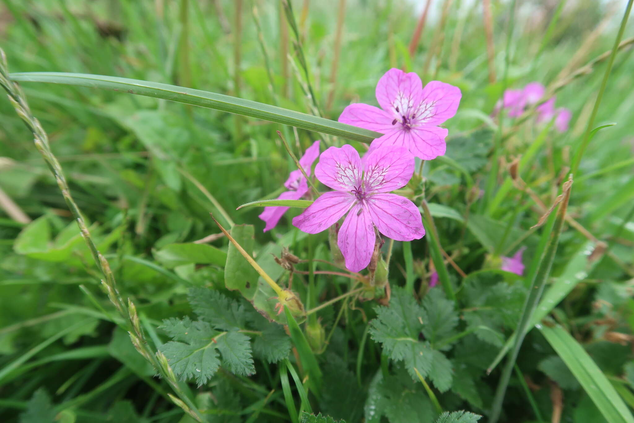 Sivun Erodium manescavii Cosson kuva