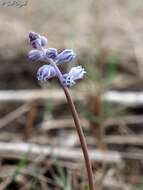 Image of Muscari parviflorum Desf.